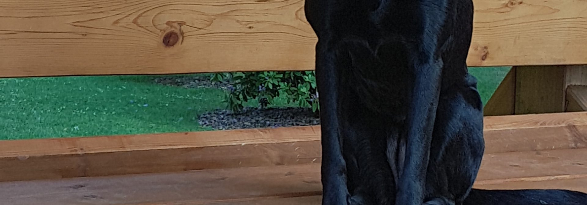 20190614_Deuntje op de tribune in Achleiten